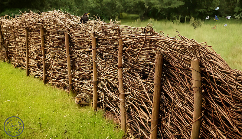 AI-genereret billede af kvashegn i grønne omgivelser